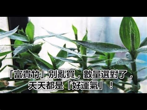 神桌放開運竹|神桌植物風水指南：避免觸犯禁忌，提升家運 